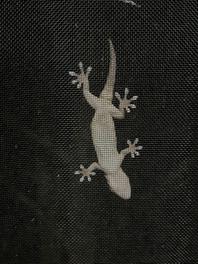 網戸にはりついたヤモリ