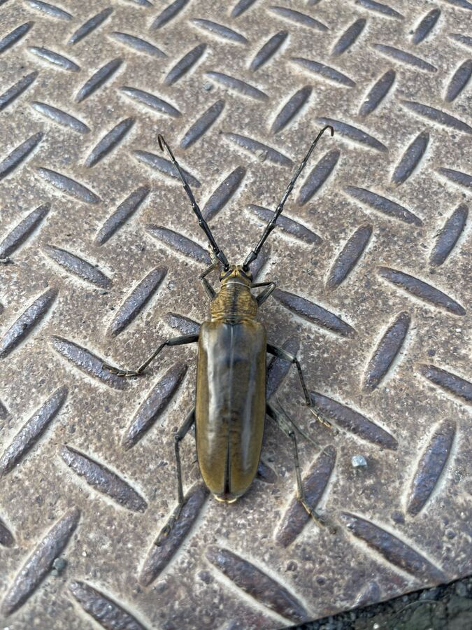 ミヤマカミキリ