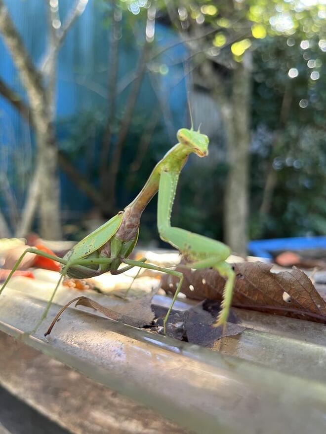 カマキリ