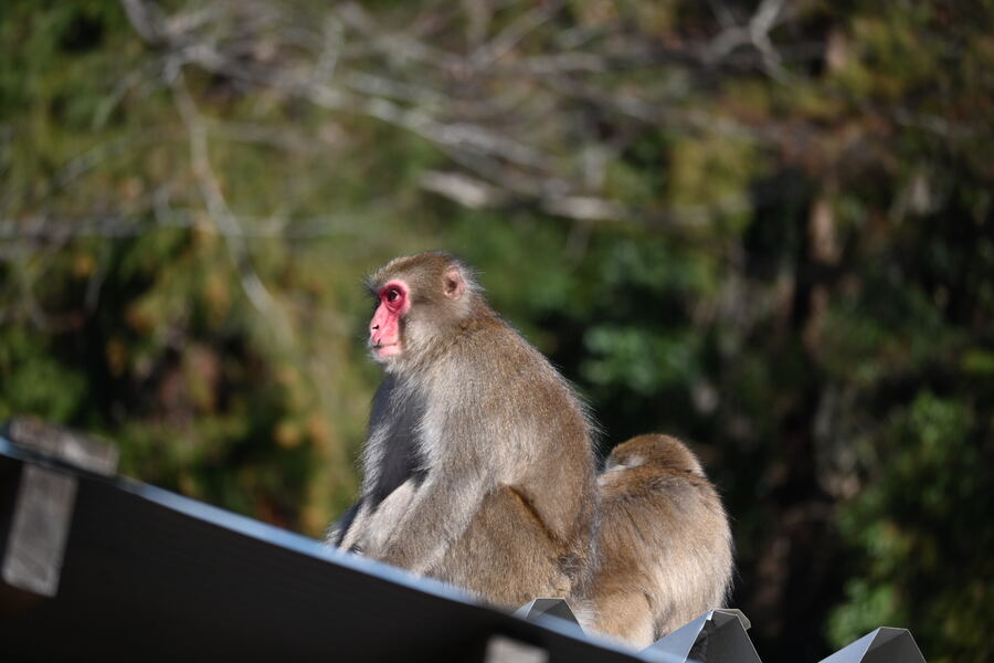 屋根の上のサル