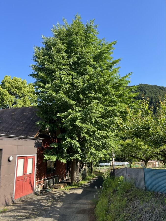 家の前の大きな銀杏の木と青空