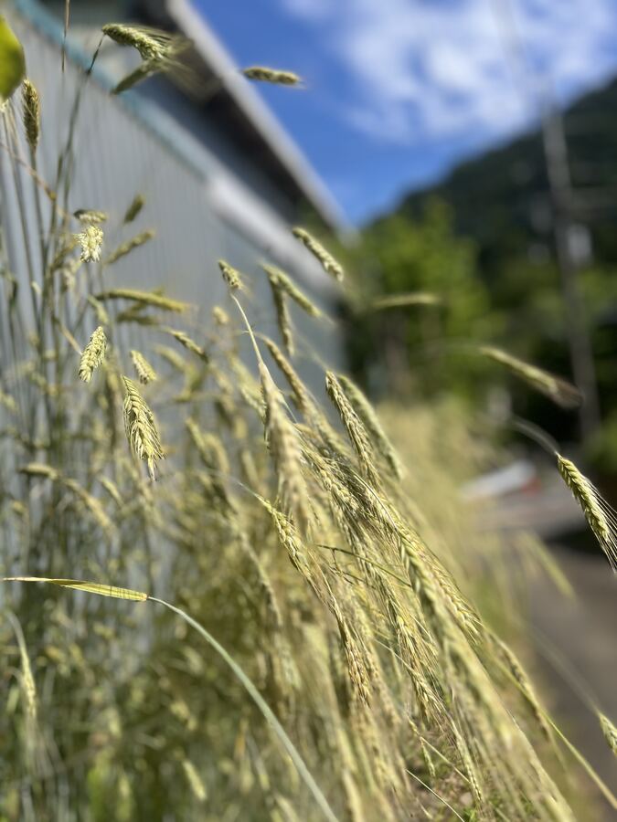 空を背にしたライ麦の穂